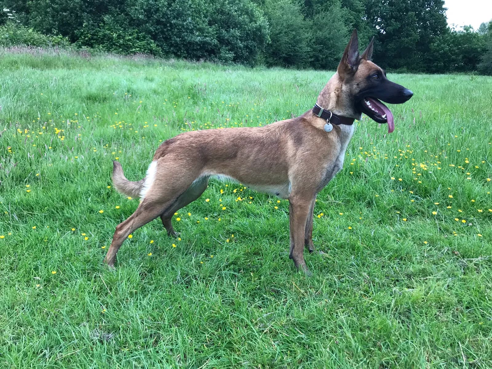 Belle on the grass