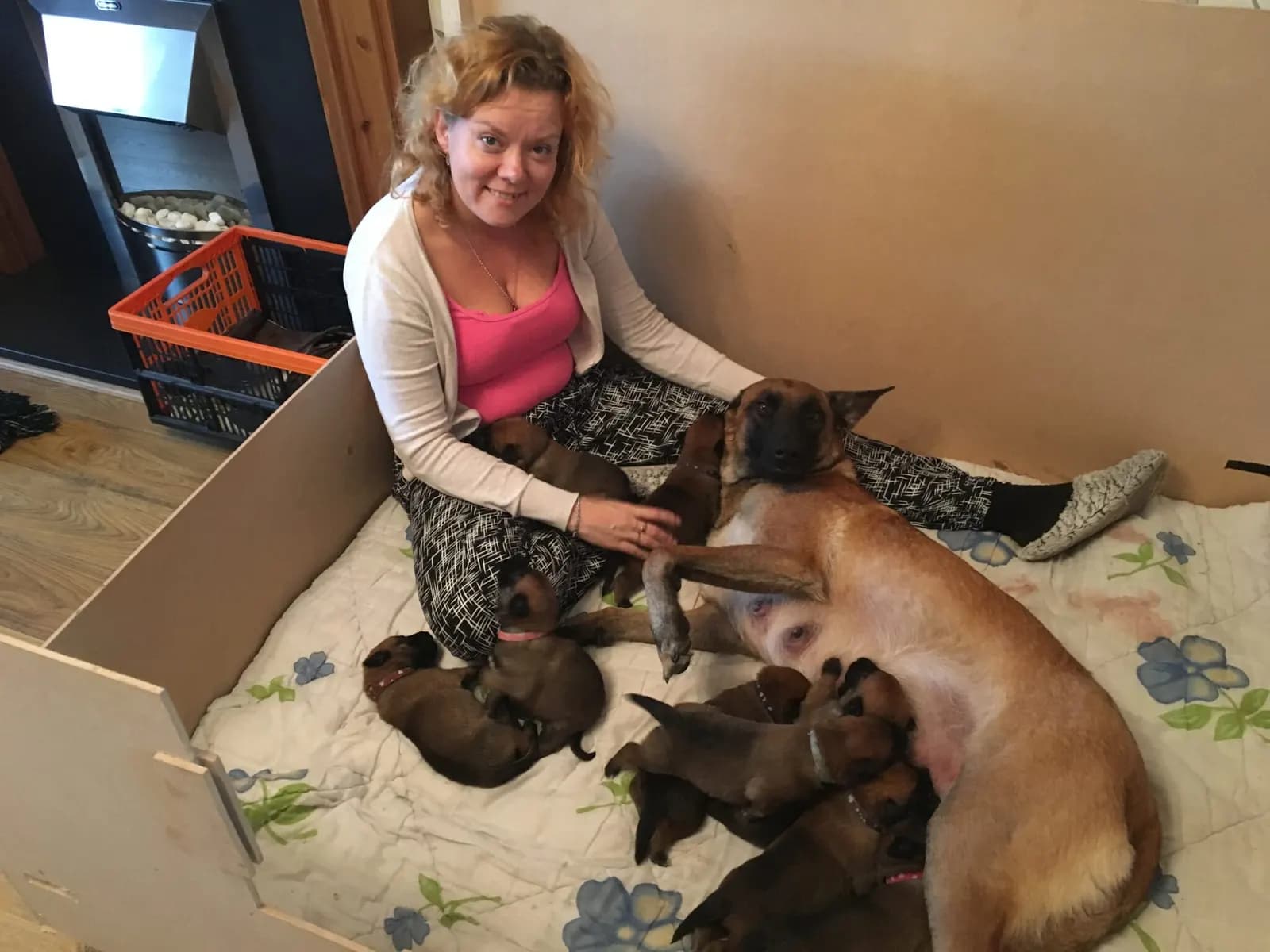 Belle and her puppies in the whelping box