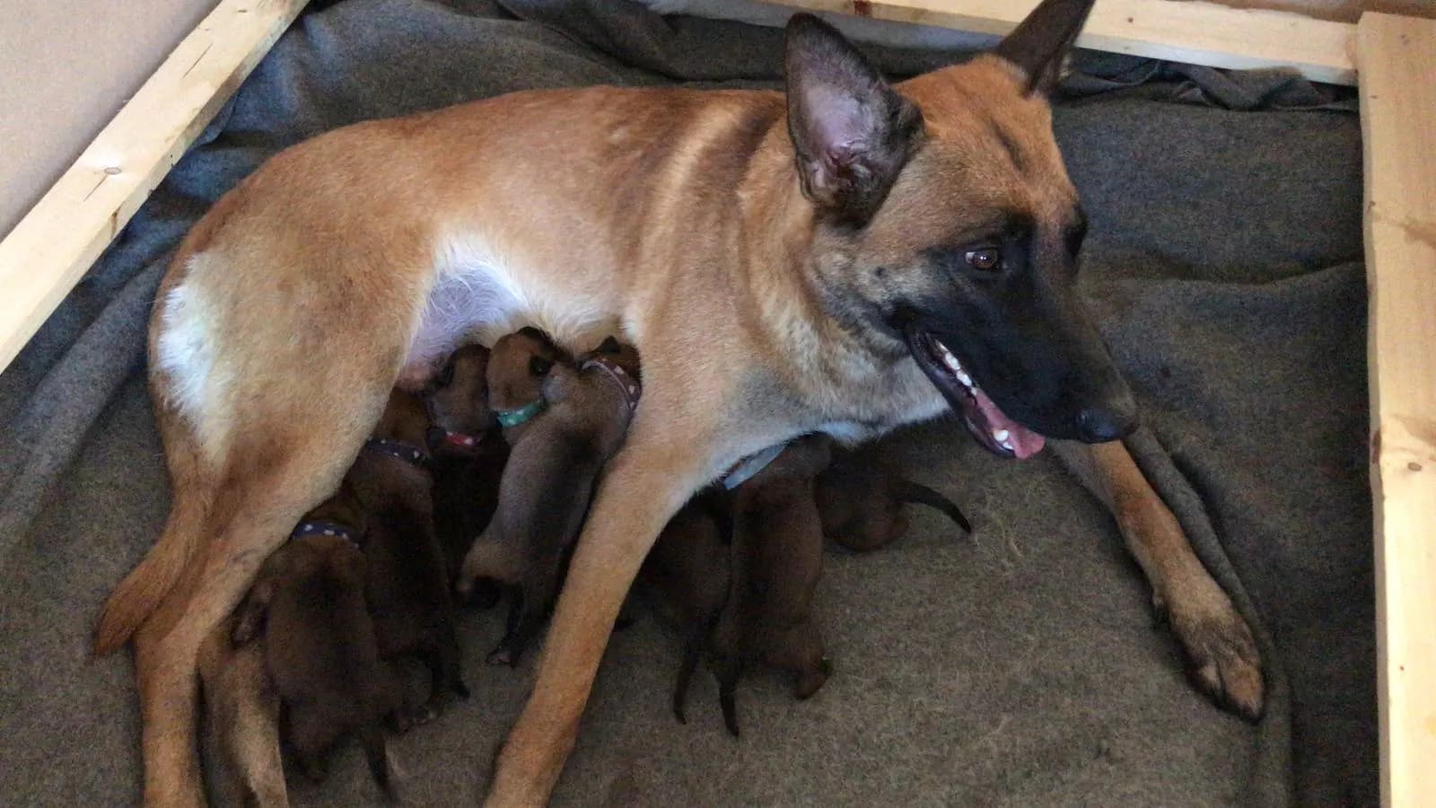 Belle with her puppies