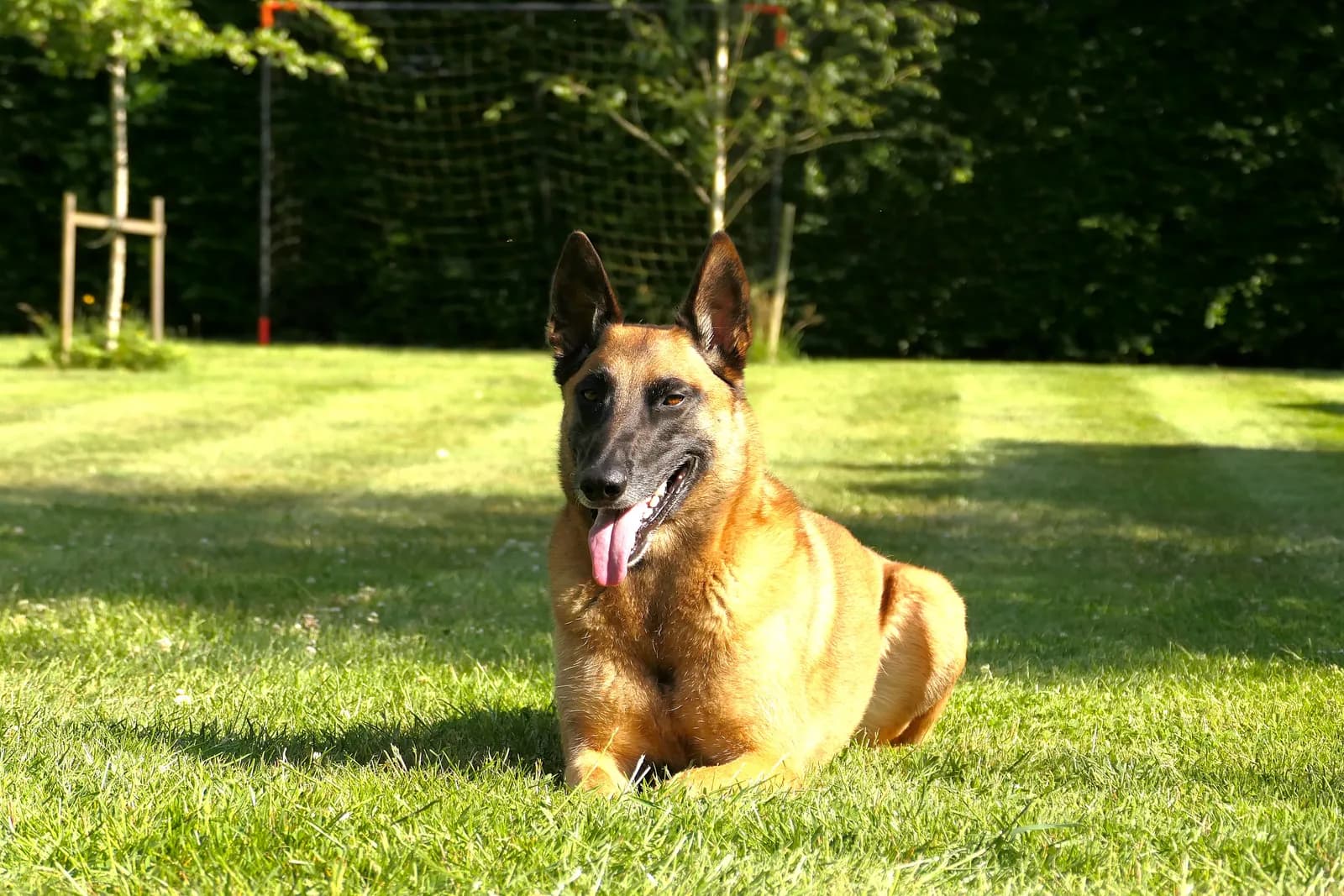 Jenna, szczenię z miotu B, zdjęcie 2