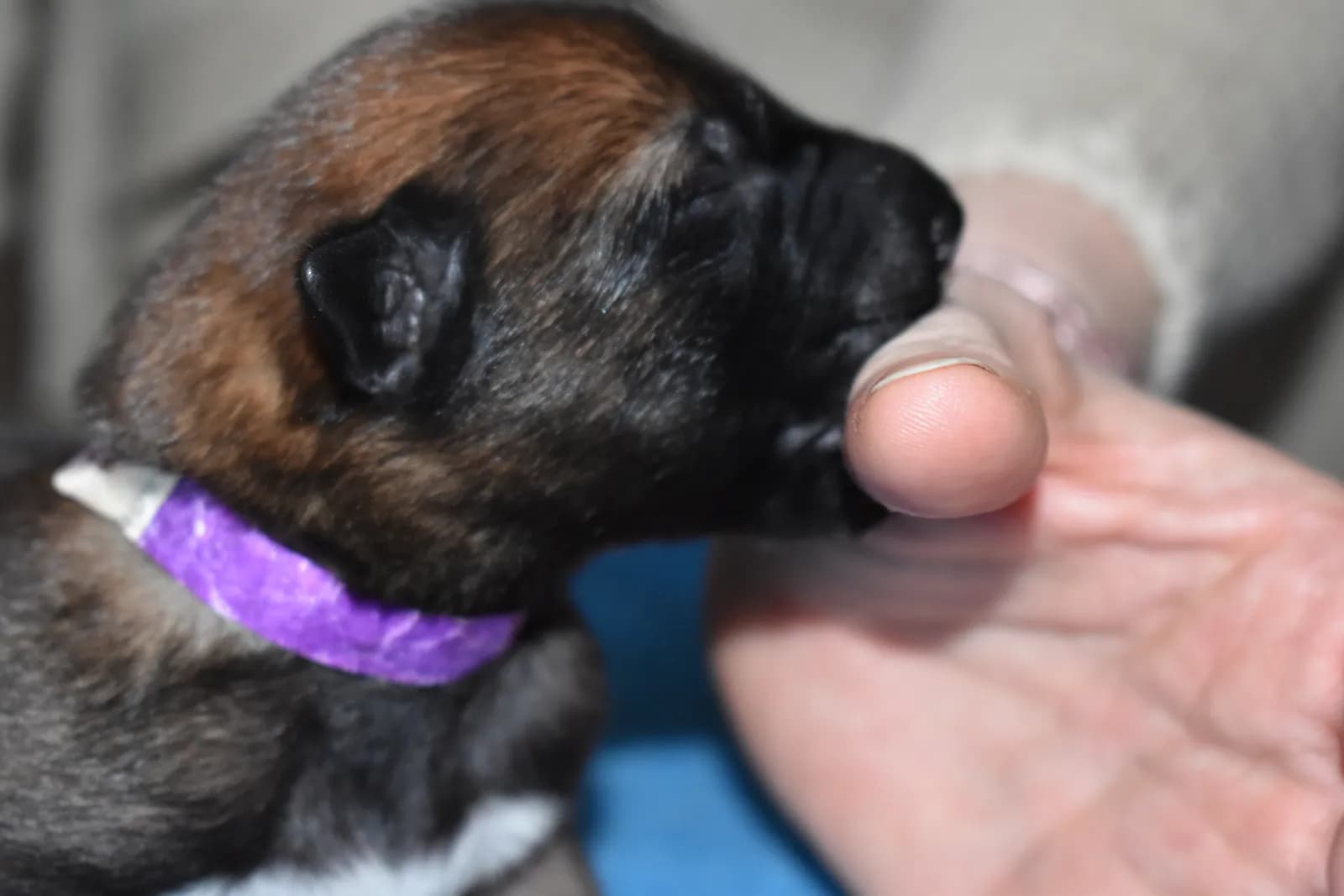 Tygo, C litter puppy, photo 4