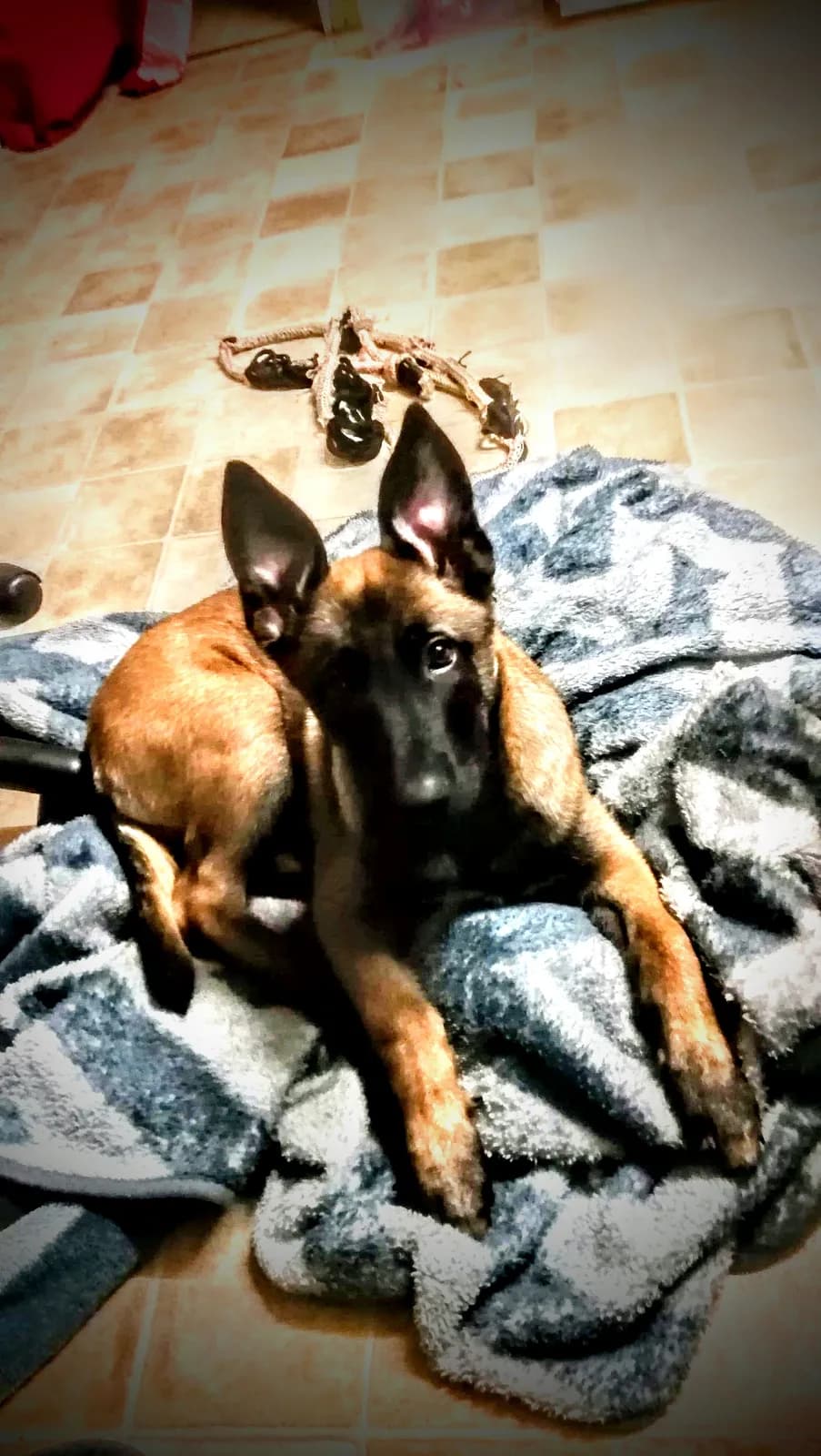 Maze, C litter puppy, photo 3