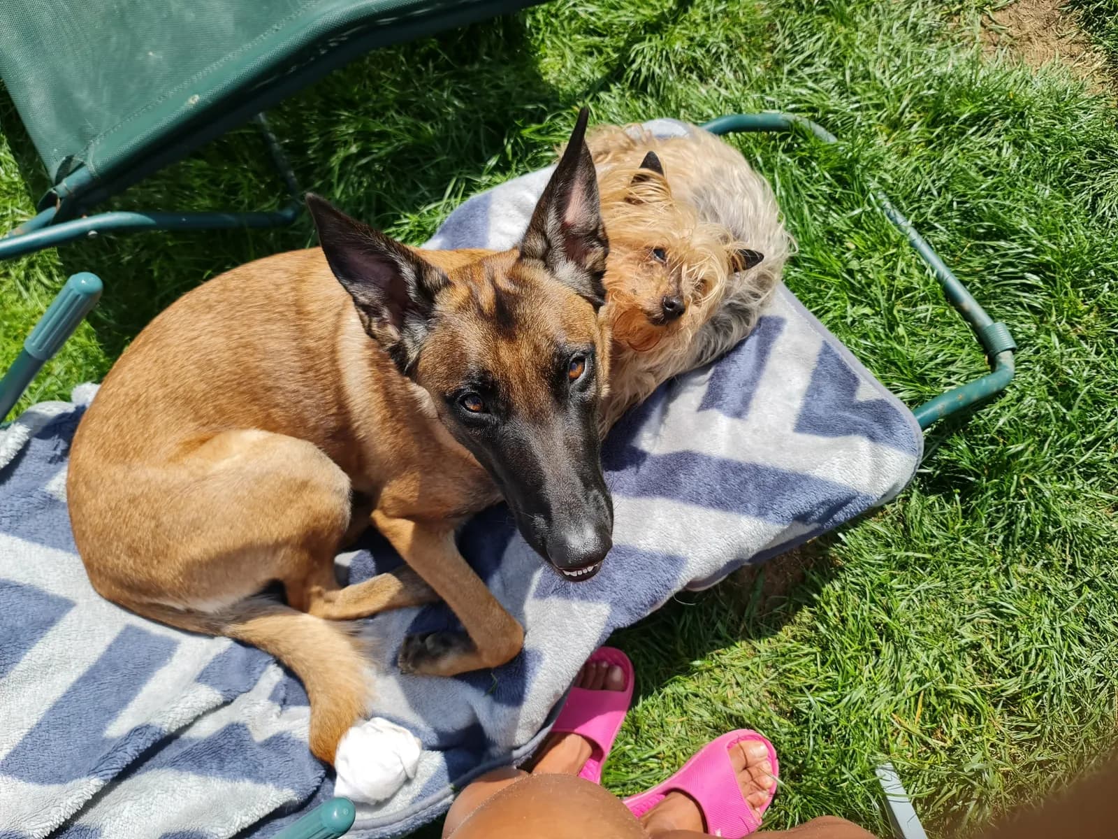 Maze, C litter puppy, photo 4