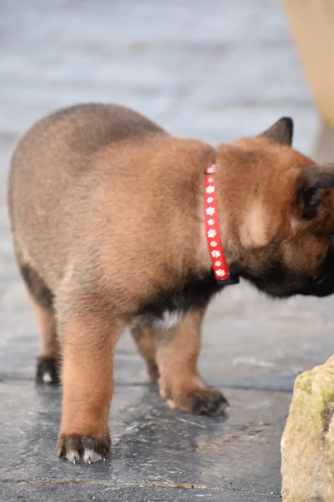Roy, C litter puppy, photo 3