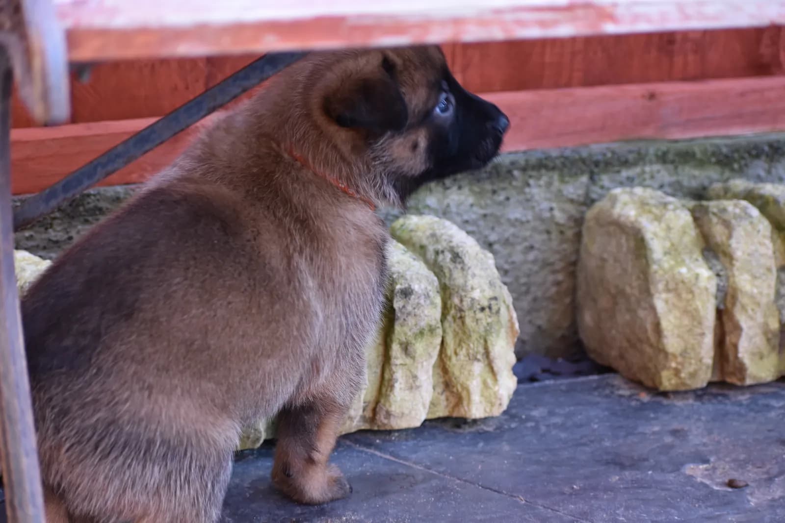 Roy, C litter puppy, photo 4