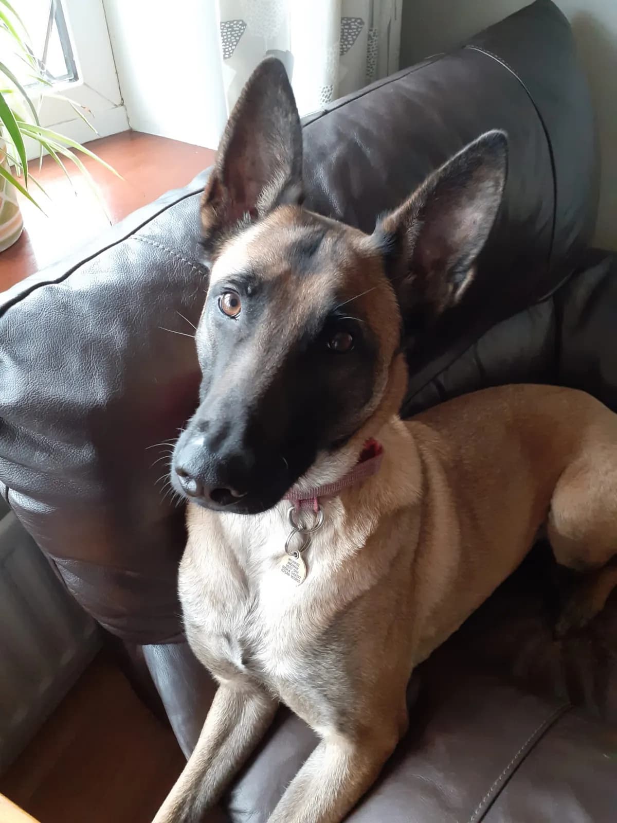 Lottie, C litter puppy, photo 2