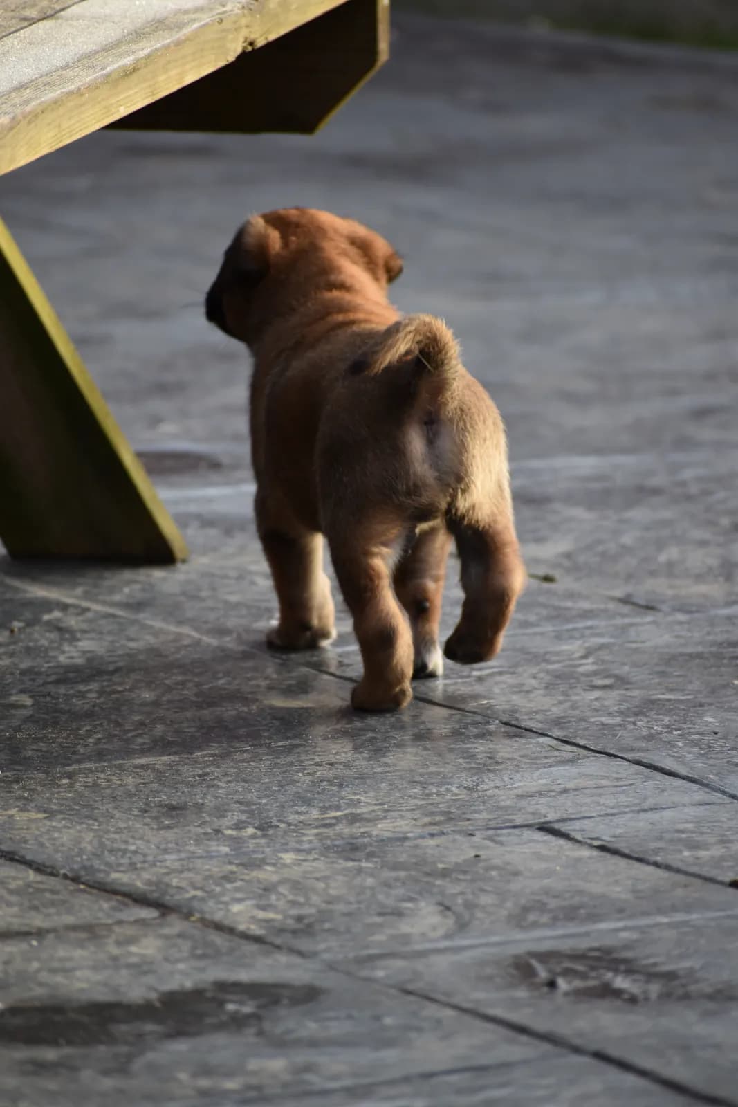 Arya, C litter puppy, photo 6