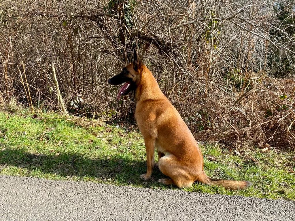 Juno, szczenię z miotu D, zdjęcie 3
