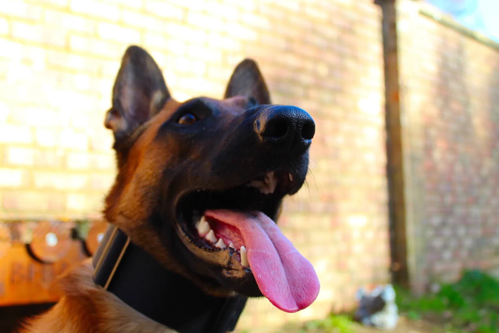 Tyr, E litter puppy