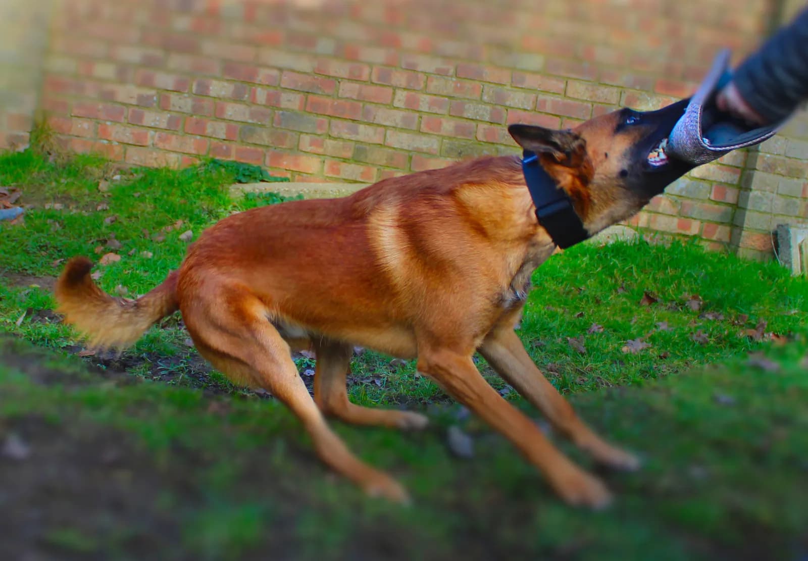 Tyr, E litter puppy, photo 3
