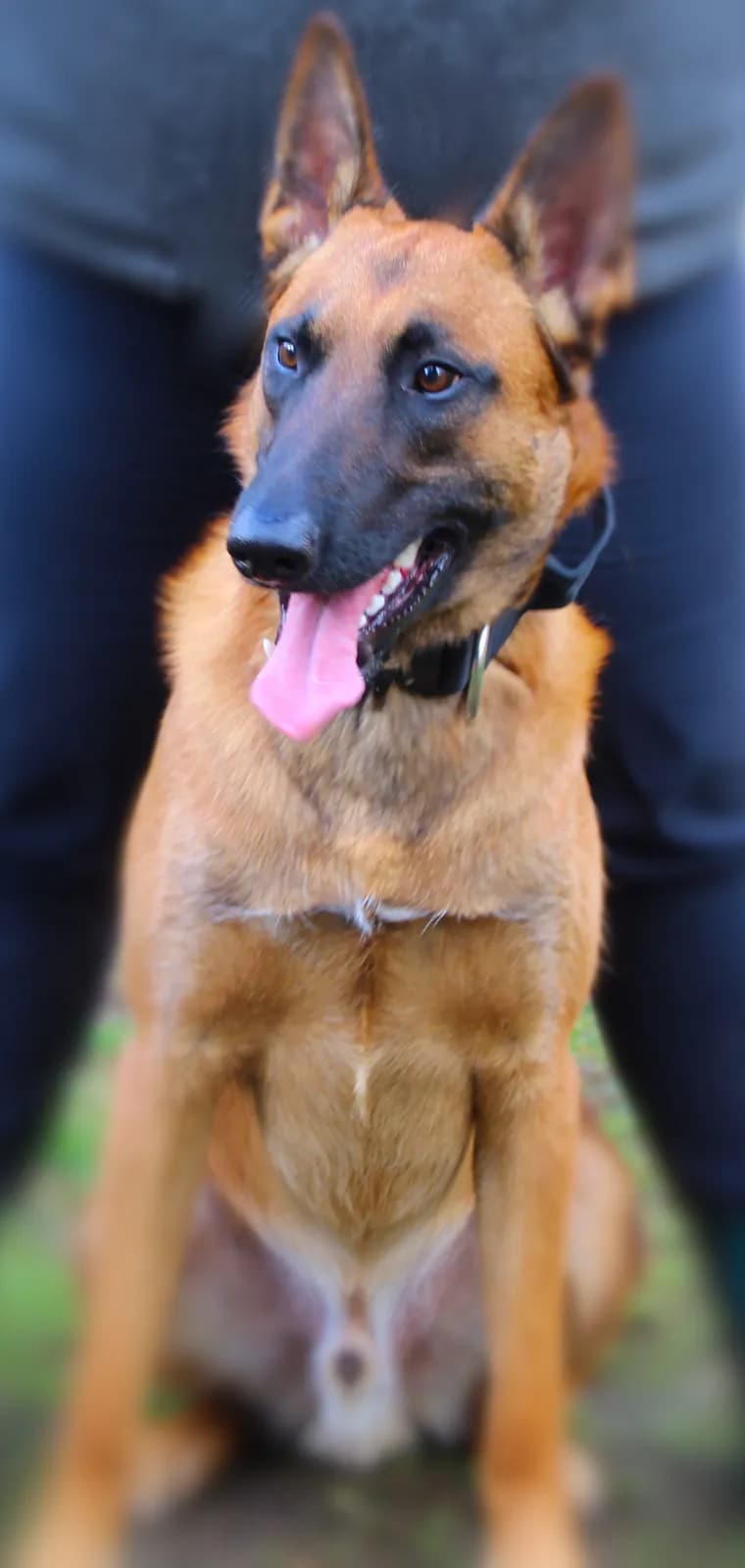 Tyr, E litter puppy, photo 5
