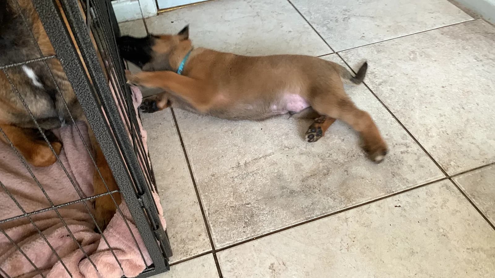Colt, E litter puppy