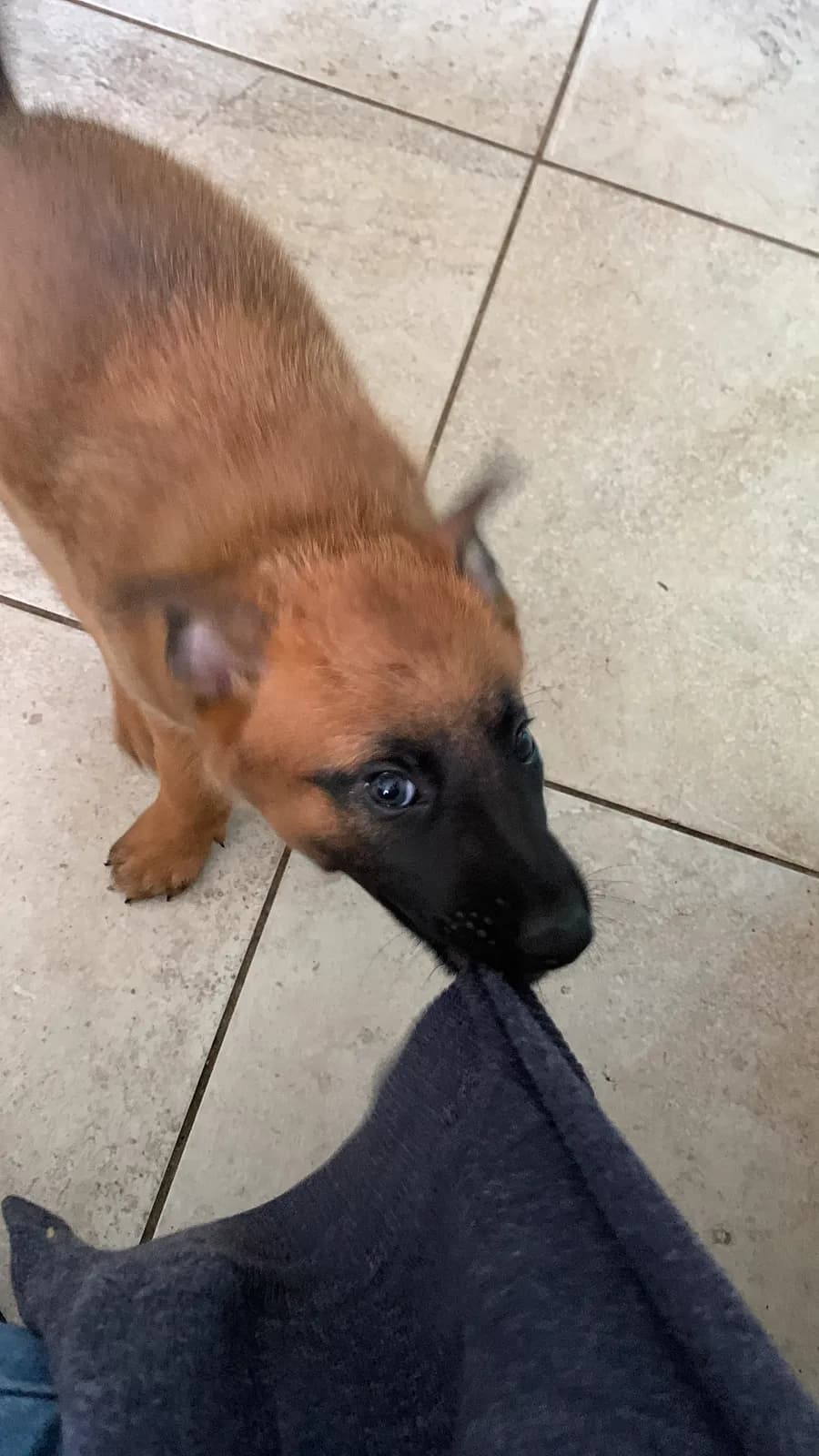 Kai, E litter puppy
