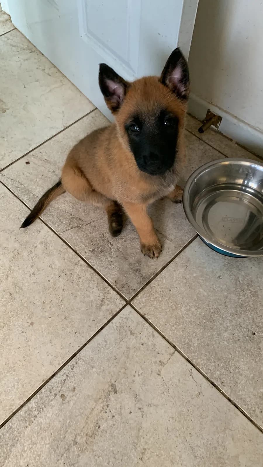 E litter, AnkerCanis