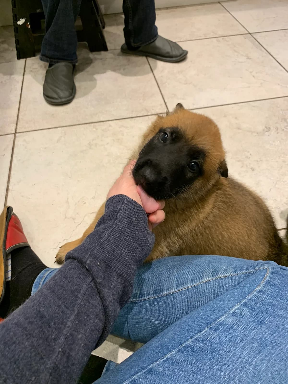 E litter, AnkerCanis, photo 10