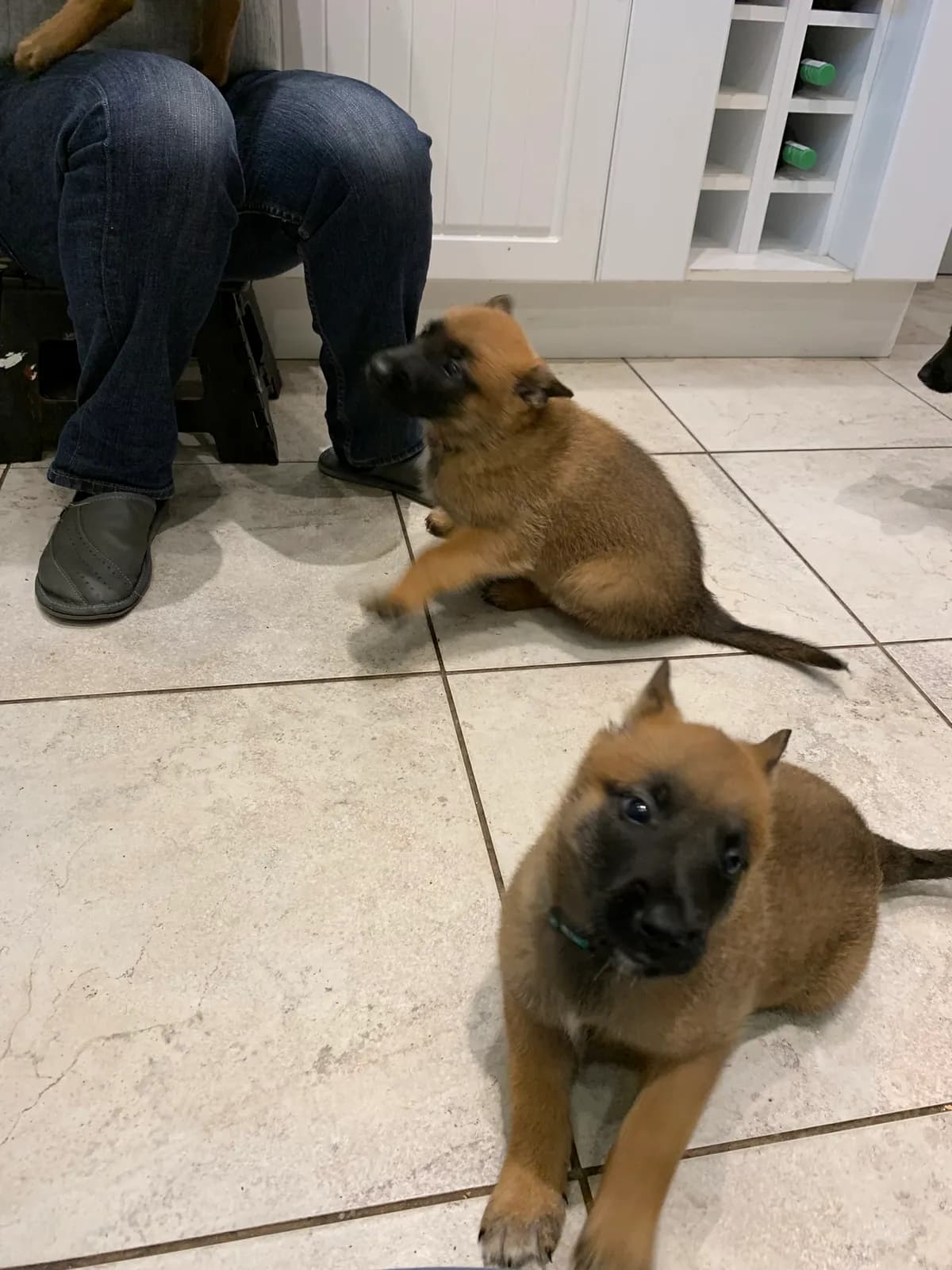 E litter, AnkerCanis, photo 15