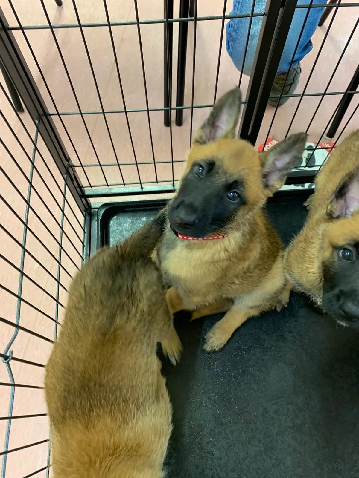 E litter, AnkerCanis, photo 19