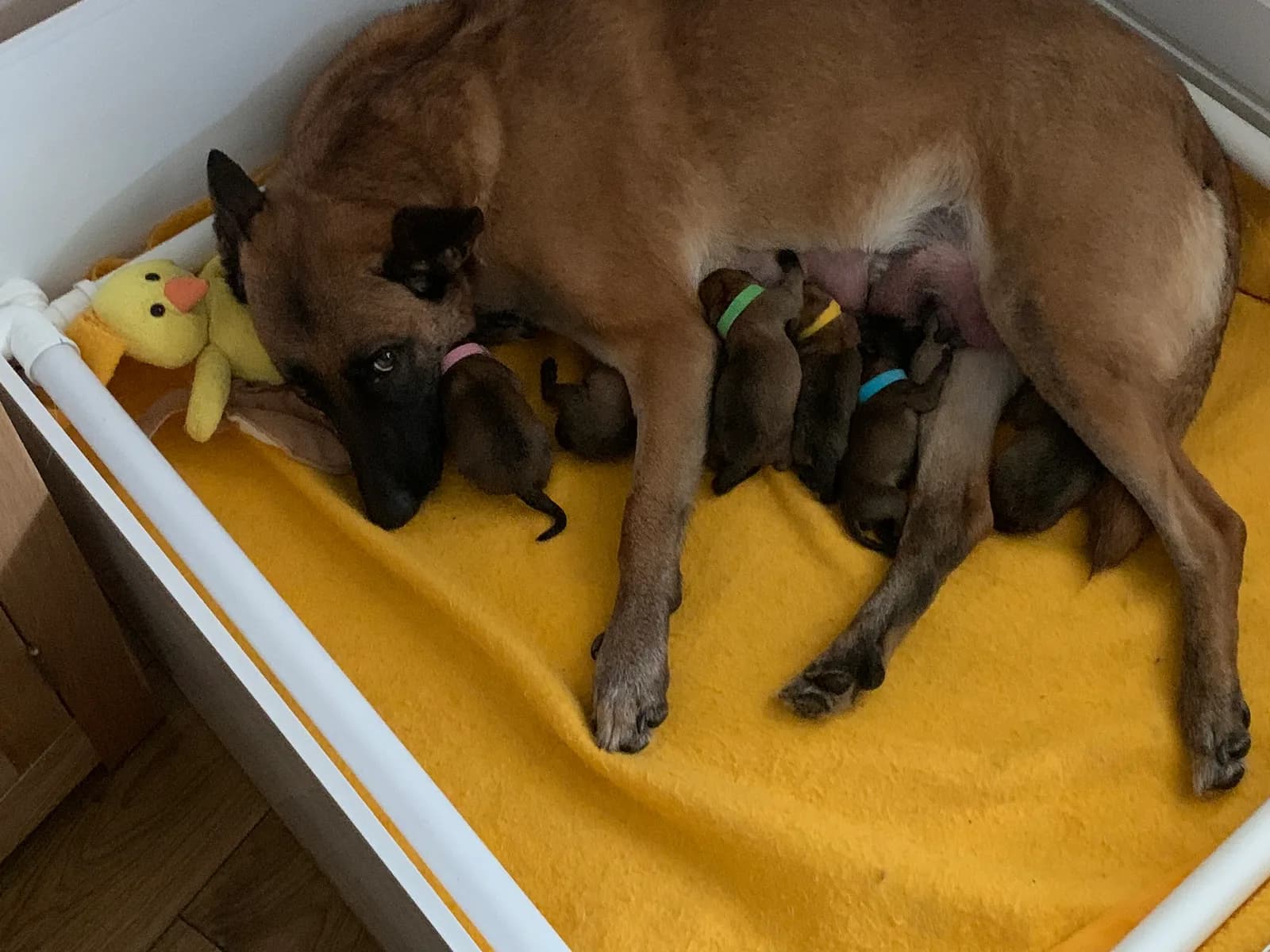 Belle ze szczeniętami z miotu E