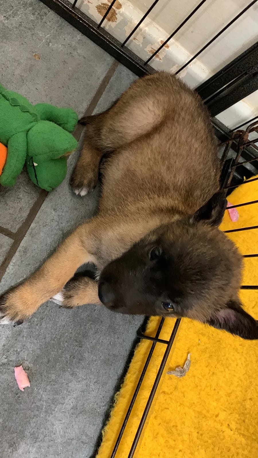 Miot F, AnkerCanis, zdjęcie 8