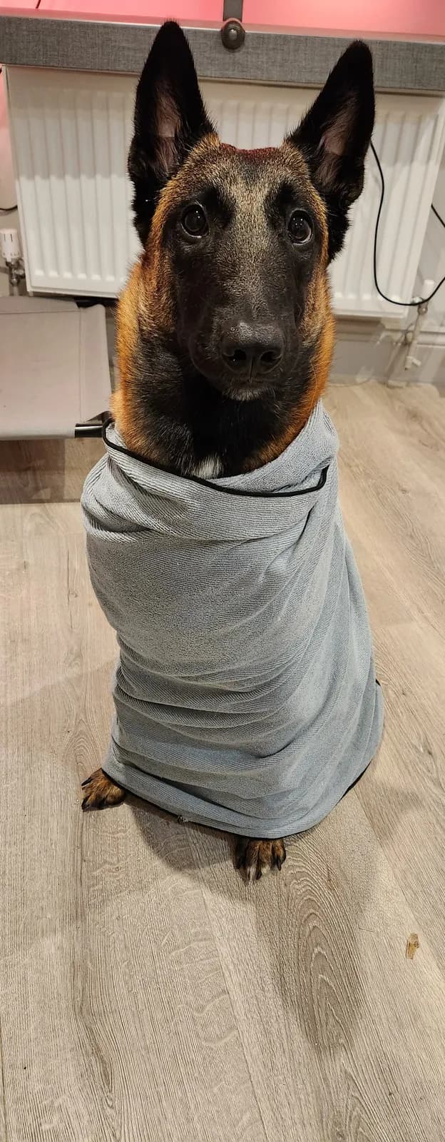Coco, szczenię z miotu G, zdjęcie 4