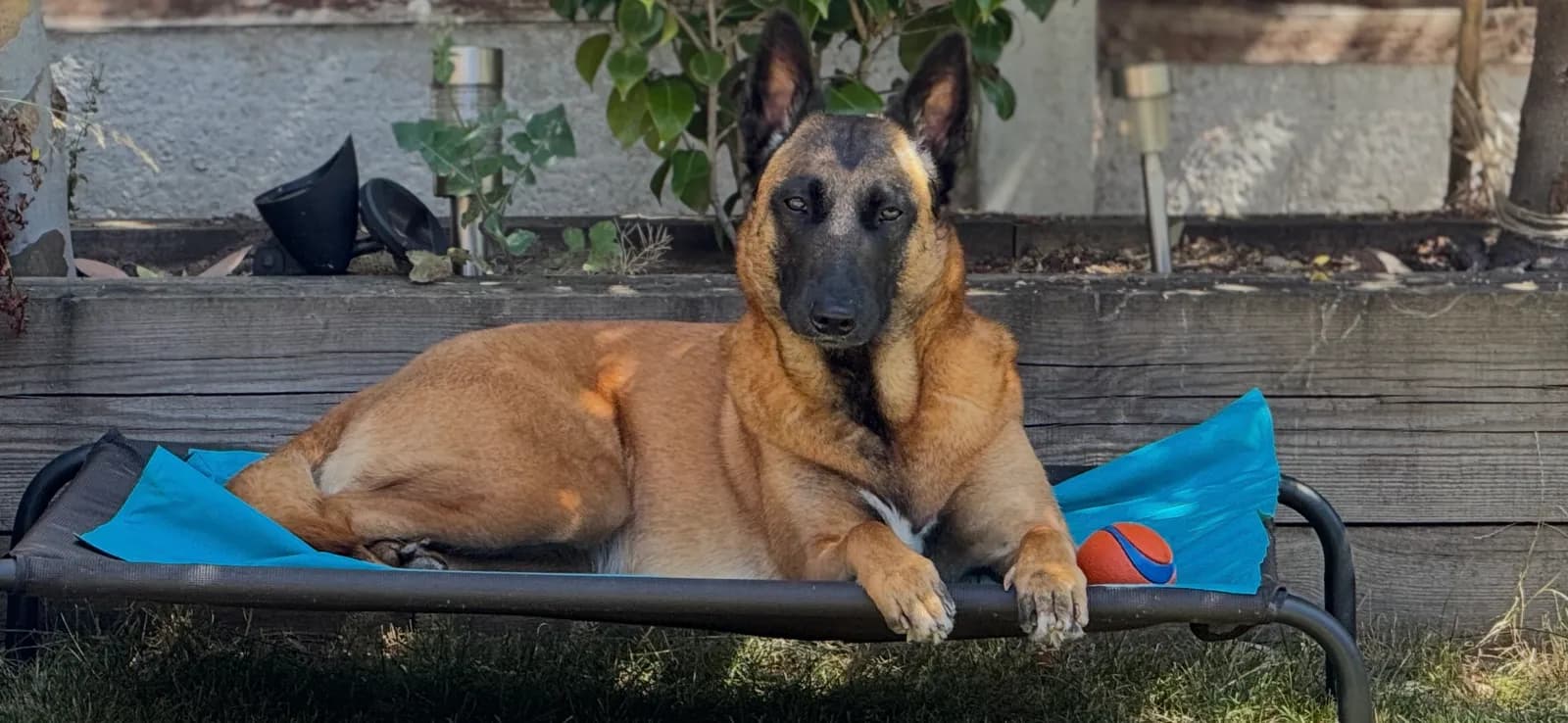 Koda, szczenię z miotu G, zdjęcie 3