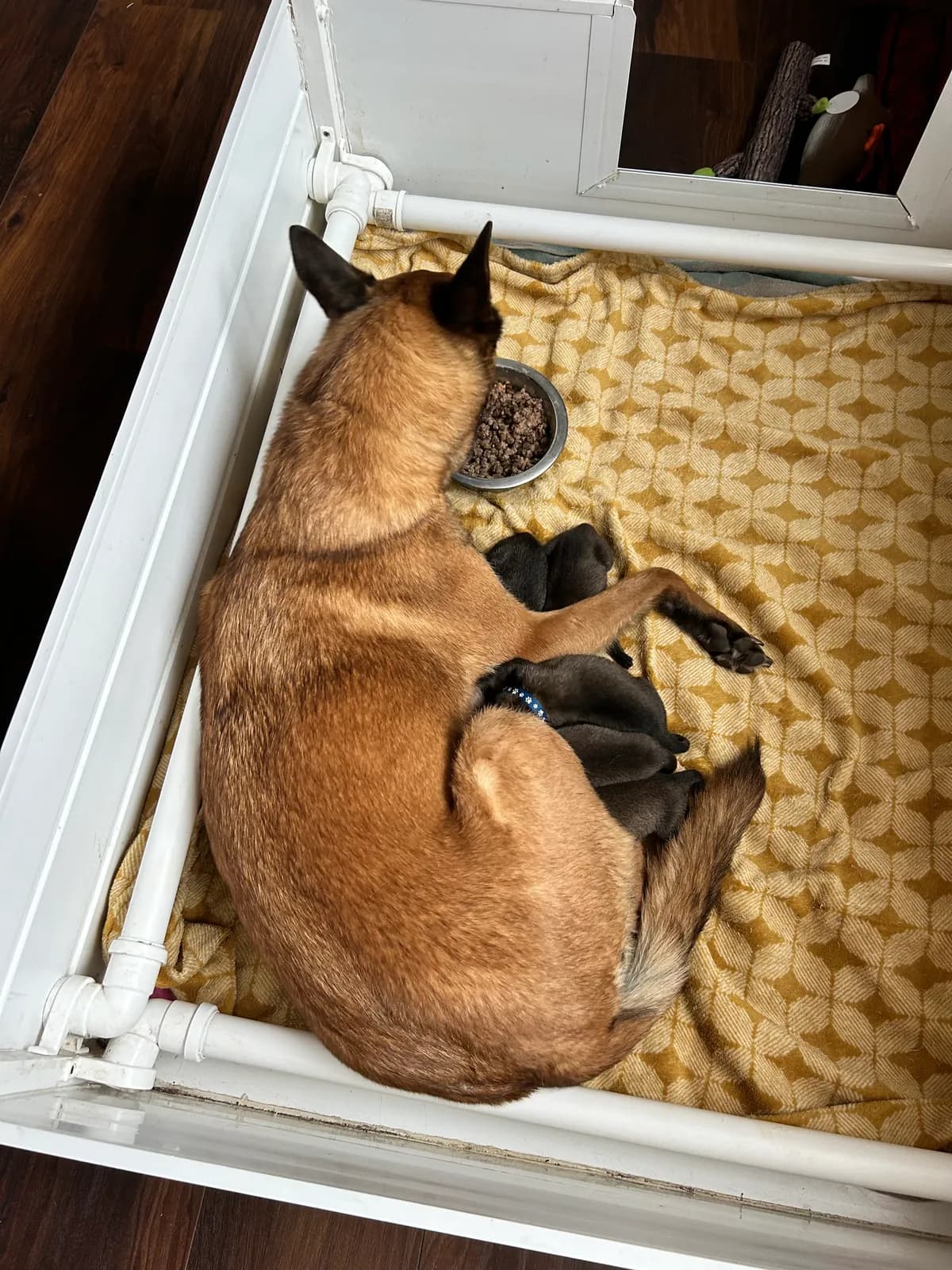 Miot H, AnkerCanis, zdjęcie 7