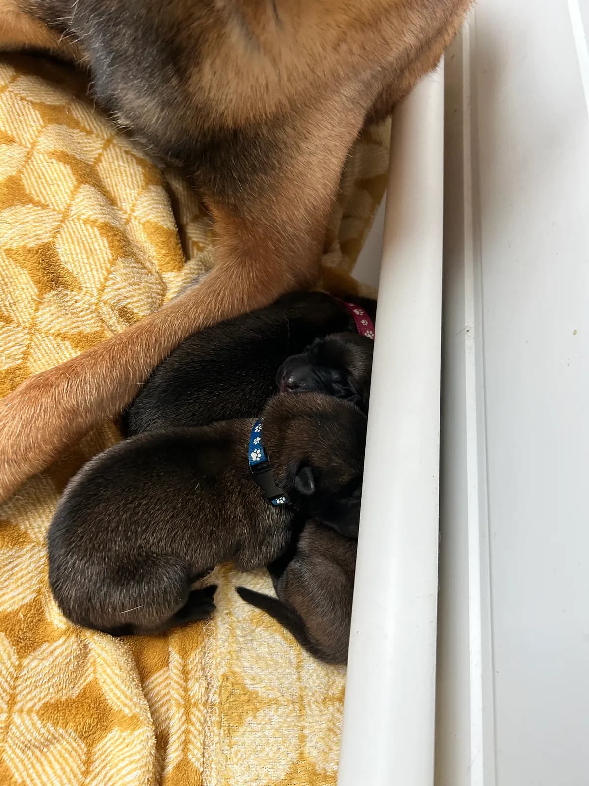 Miot H, AnkerCanis, zdjęcie 10