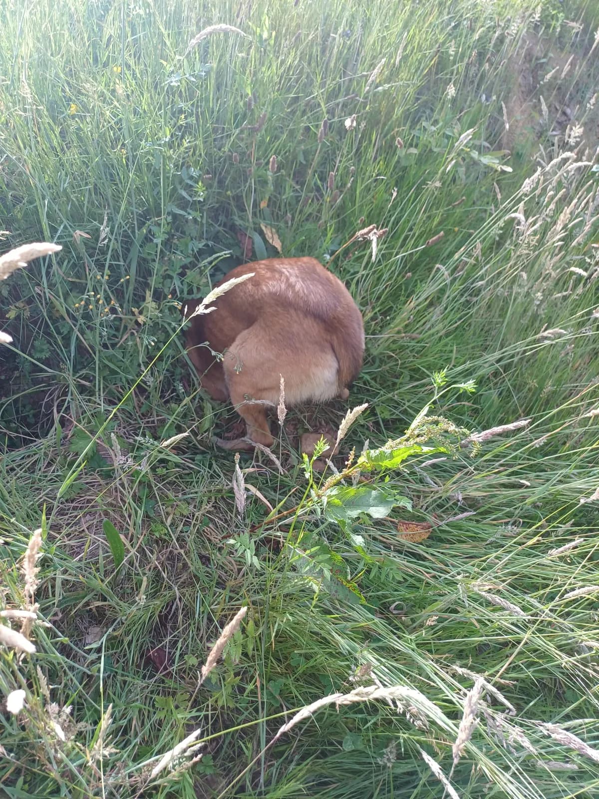 Hanicka, szczenię z miotu H, zdjęcie 3