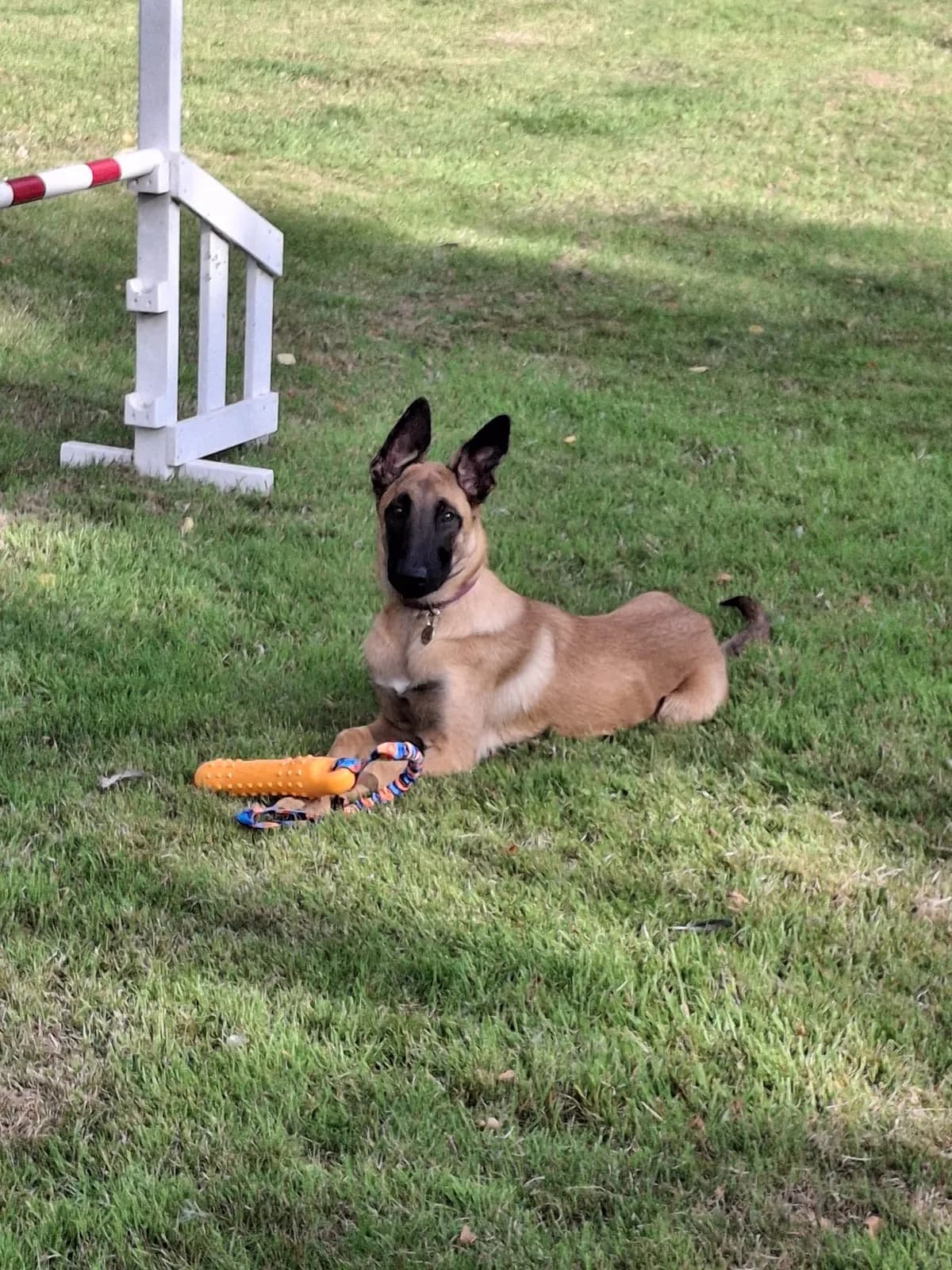 Athena, I litter puppy