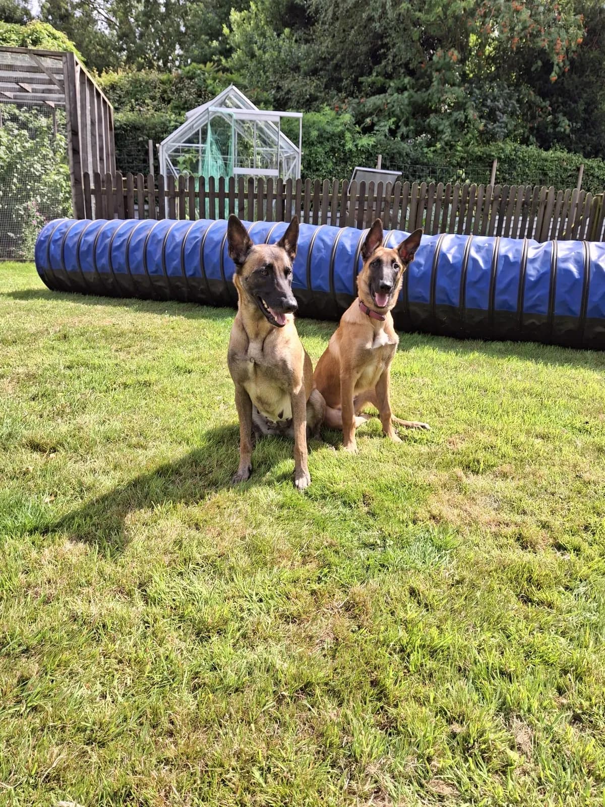 Athena, I litter puppy, photo 4