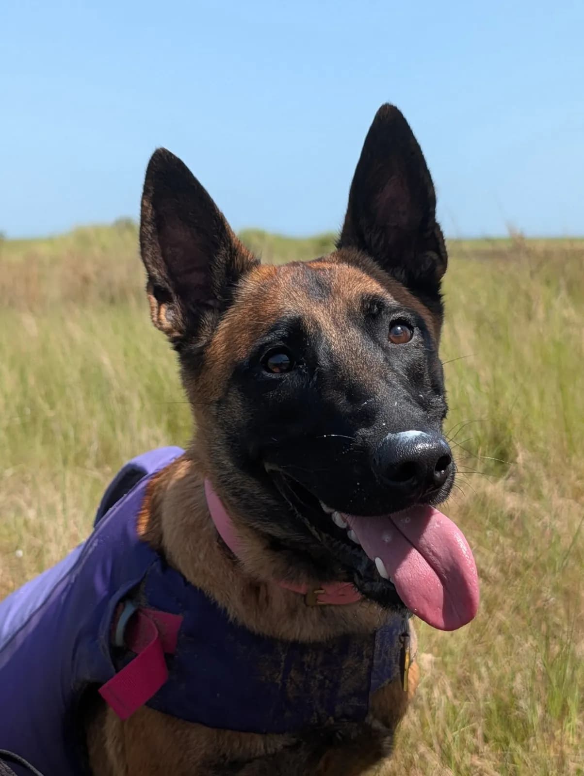 Arya, I litter puppy, photo 5