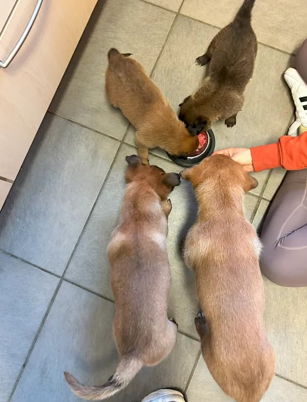 Miot J, AnkerCanis, zdjęcie 2