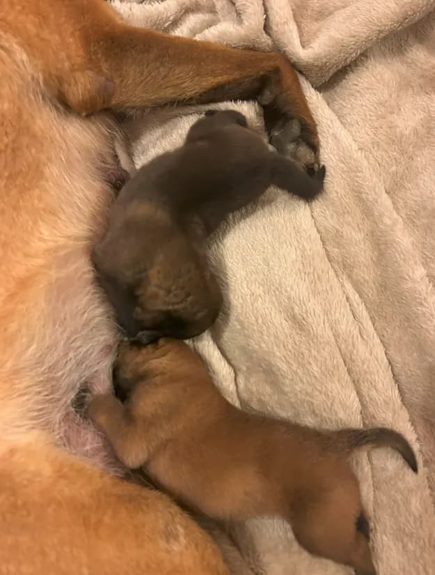 Miot J, AnkerCanis, zdjęcie 5