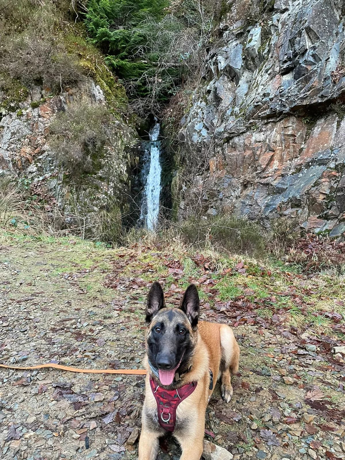 Korra, AnkerCanis Just For You, photo 2