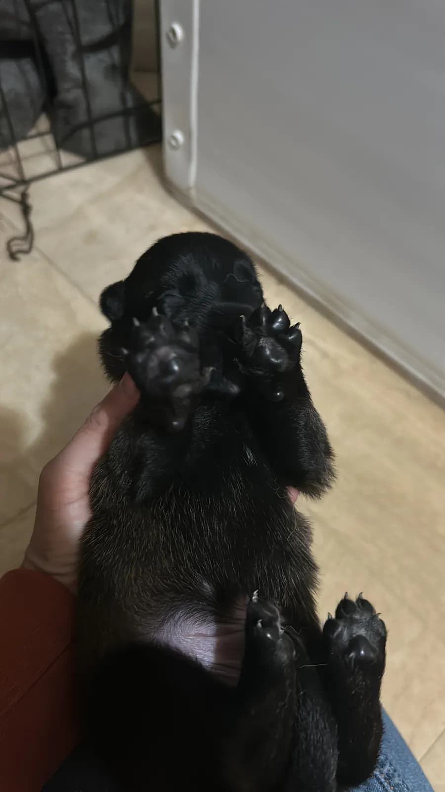 Miot K, AnkerCanis