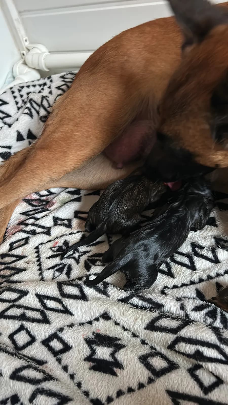 Miot K, AnkerCanis, zdjęcie 9