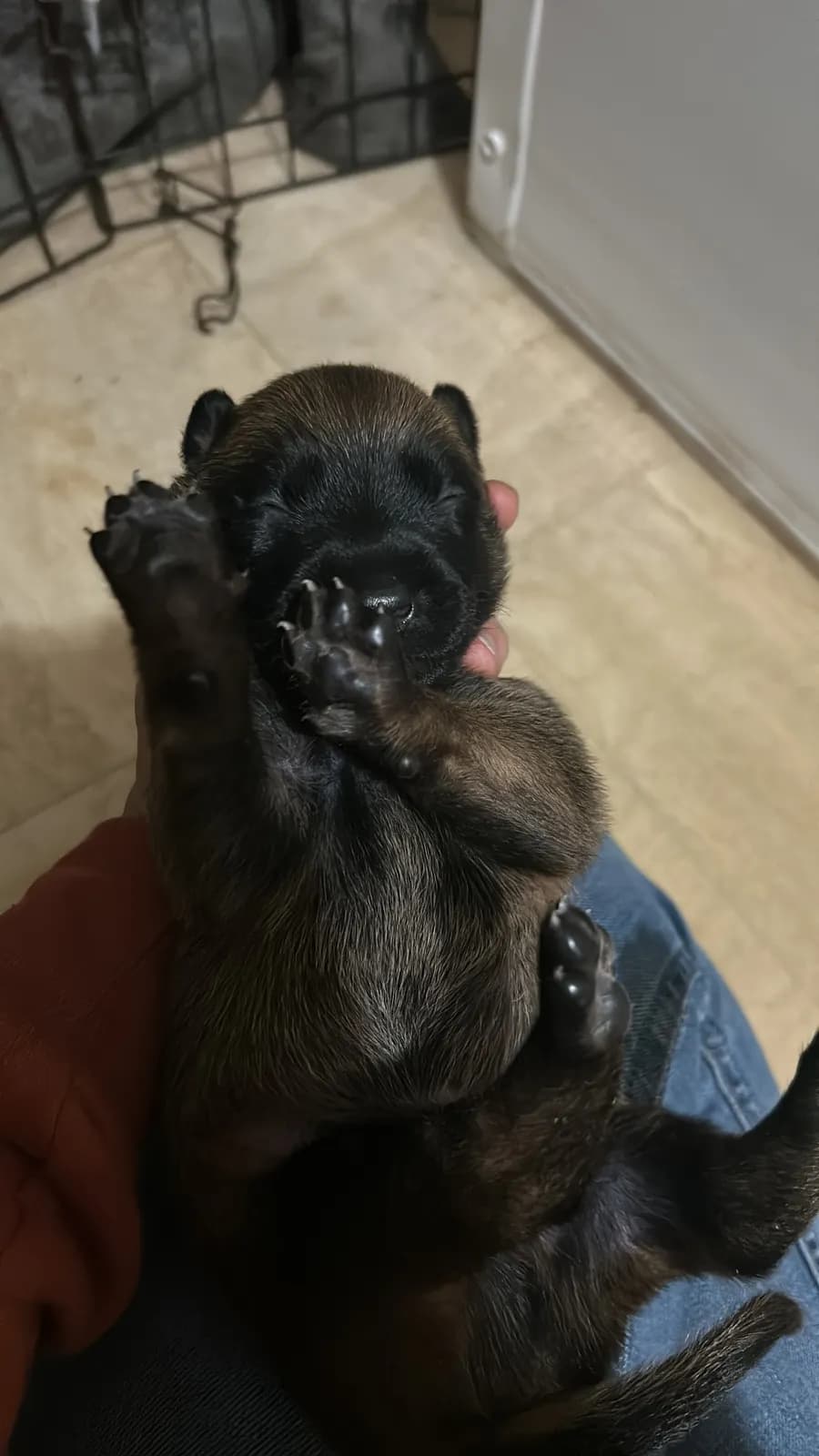 Miot K, AnkerCanis, zdjęcie 13