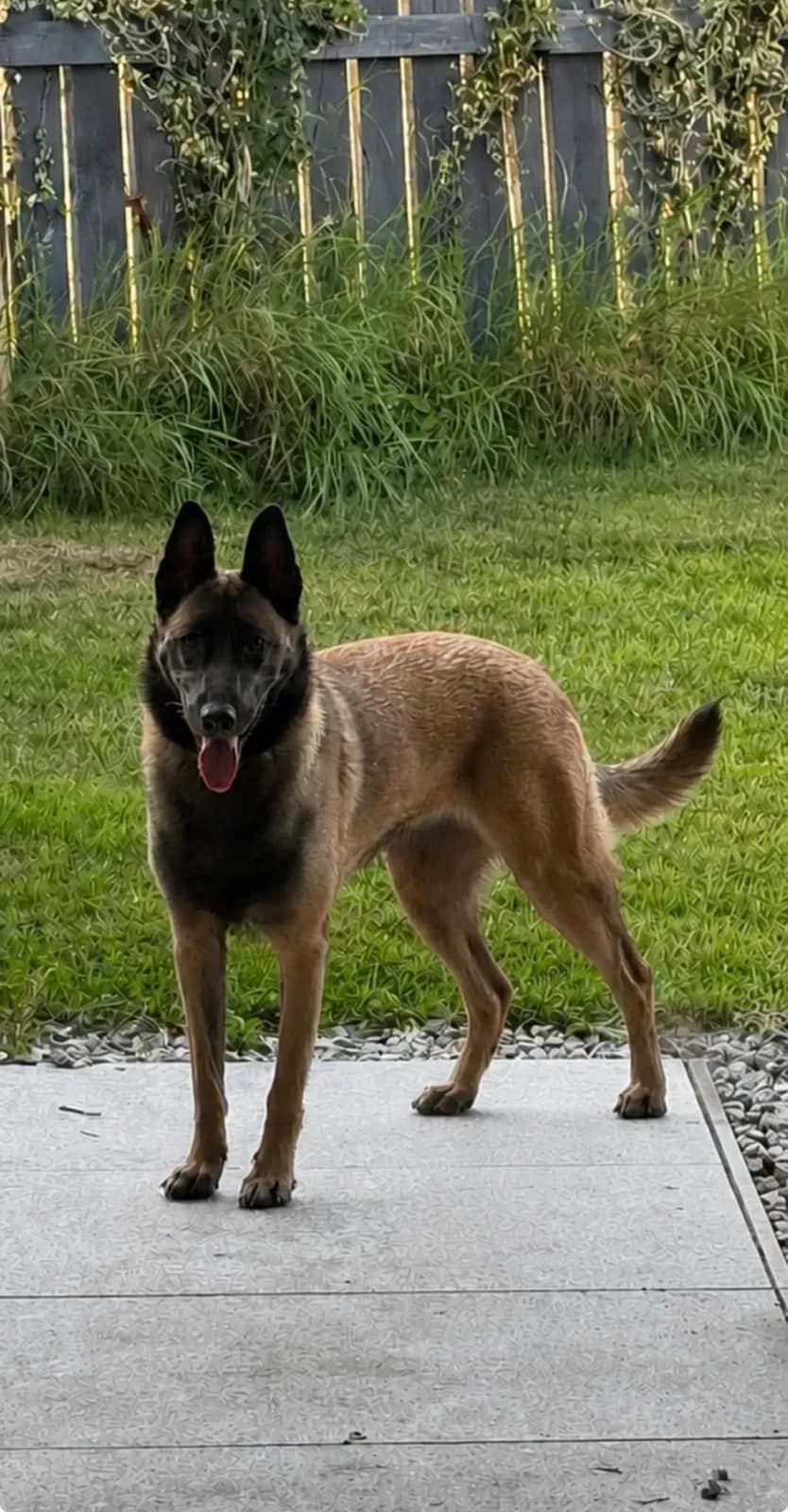 Xsara, AnkerCanis Khaleesi