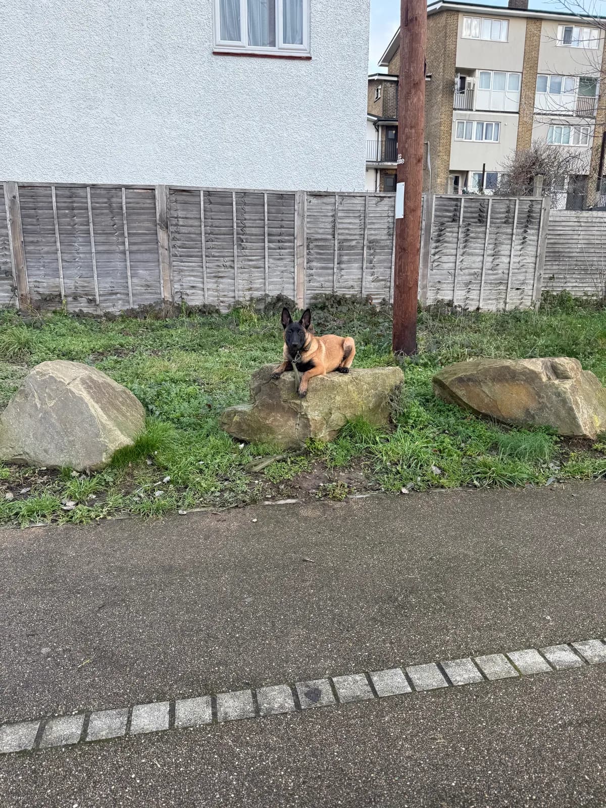 Keith, szczenię z miotu K, zdjęcie 5