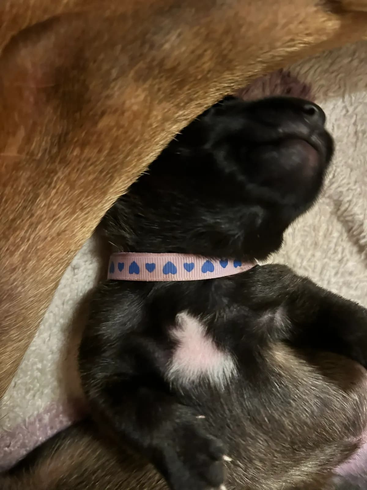 Karma, szczenię z miotu K, zdjęcie 4