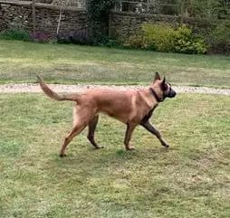 Mali, AnkerCanis Banshee