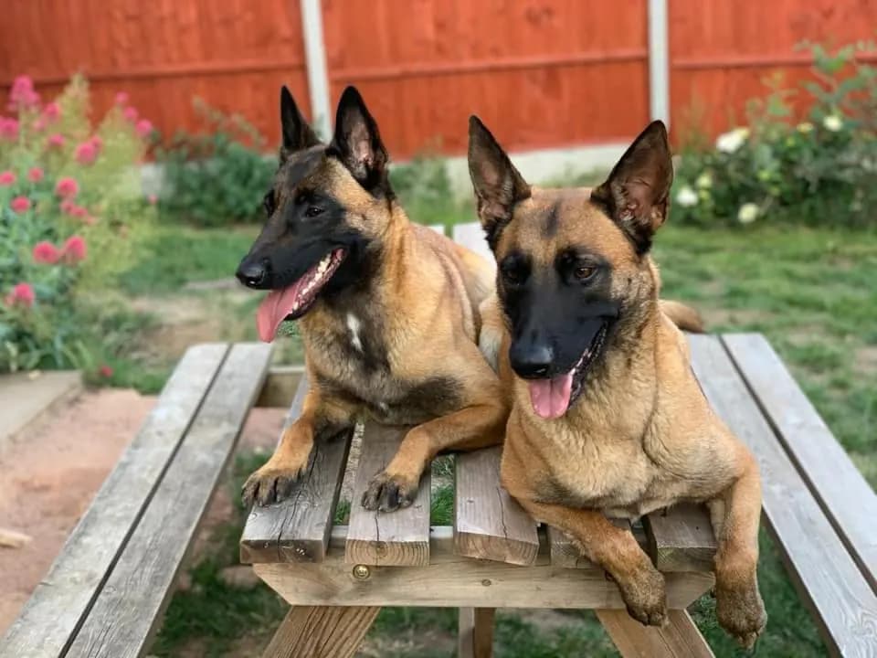 Belle, Avonwolf Belissima, zdjęcie 2