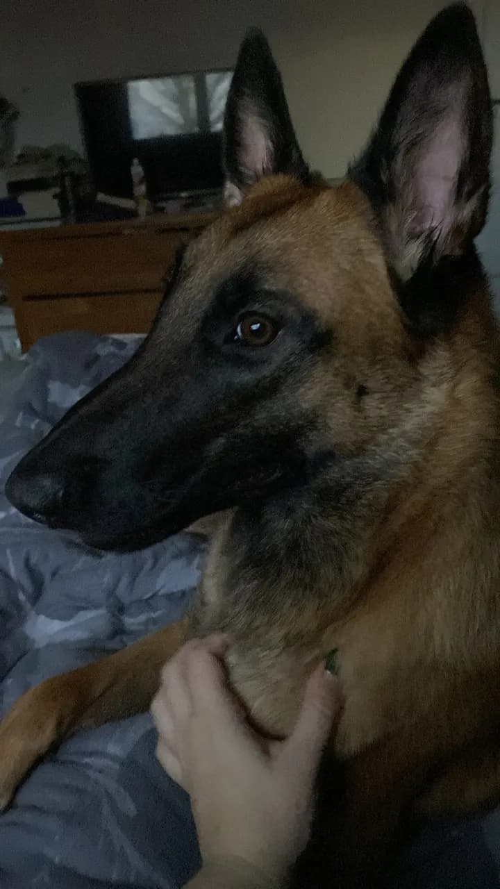 Nyx, AnkerCanis Enchanted
