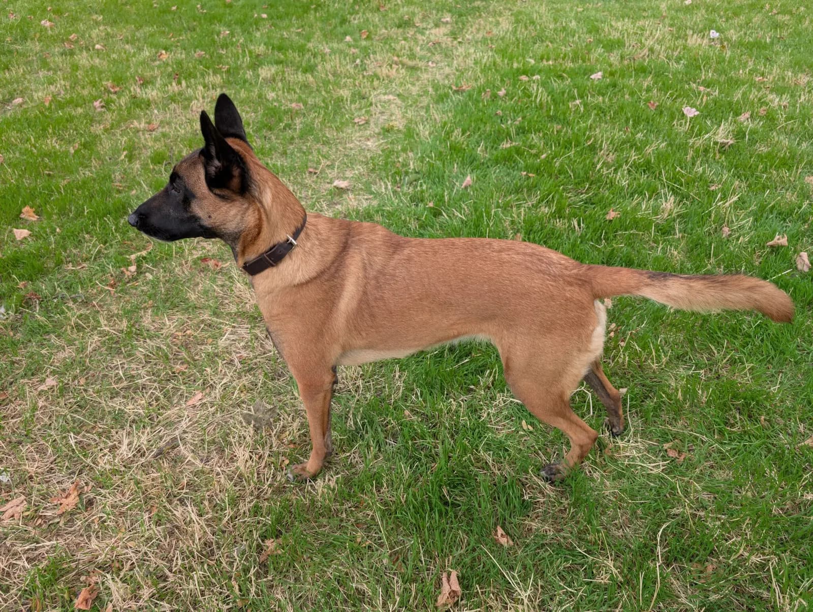 Coco, AnkerCanis Gamora