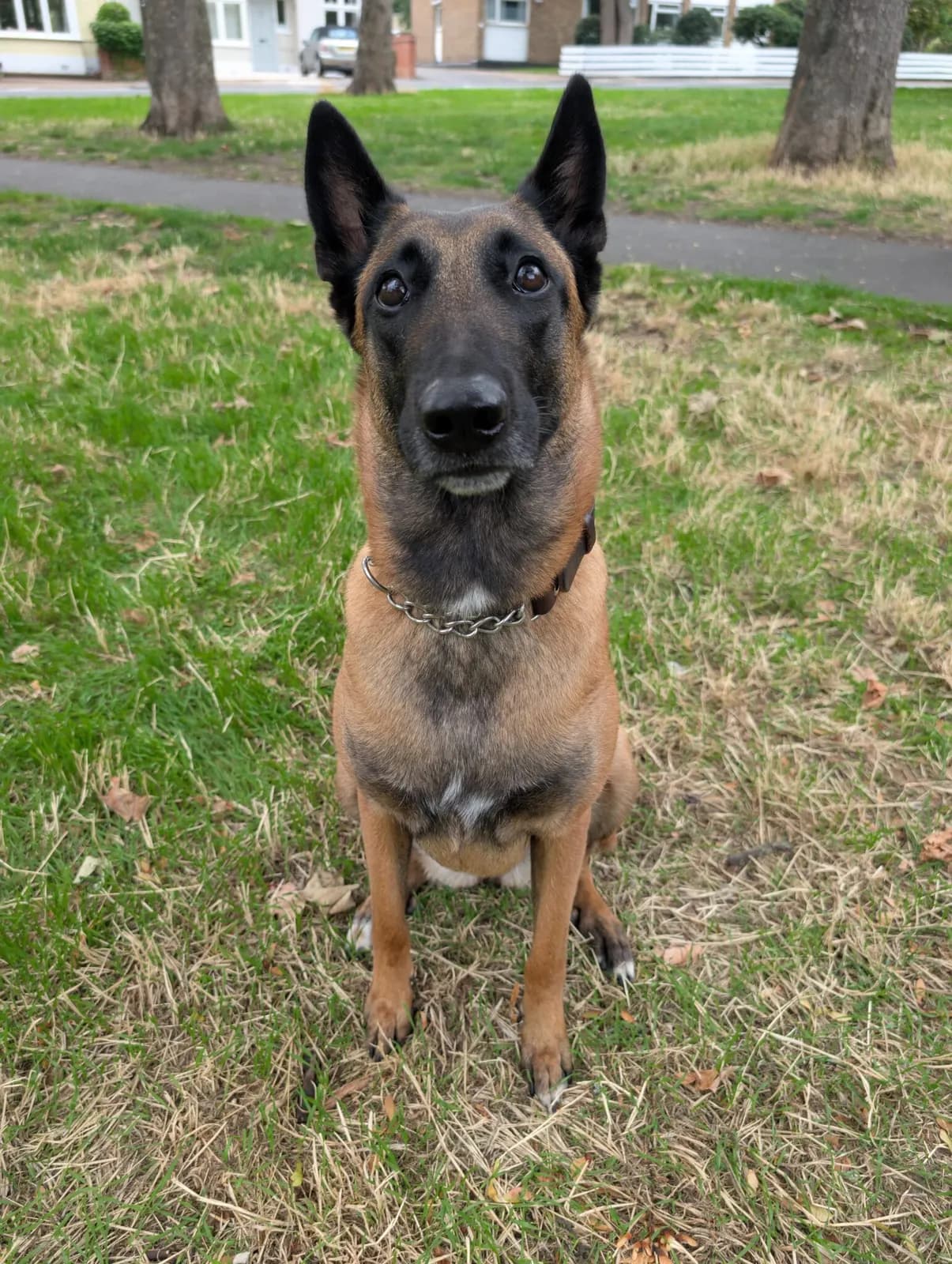 Coco, AnkerCanis Gamora