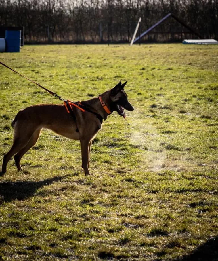 Ziva, AnkerCanis Godiva