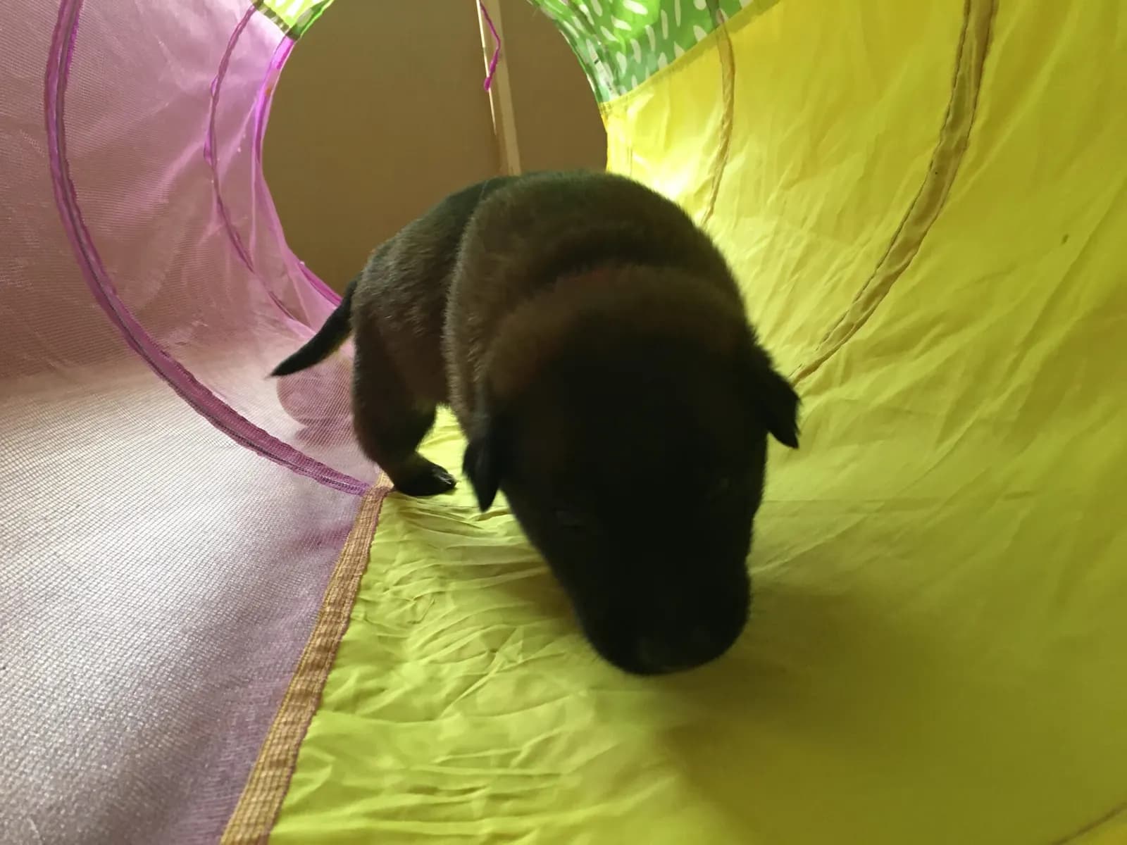 Miot A, AnkerCanis, zdjęcie 4