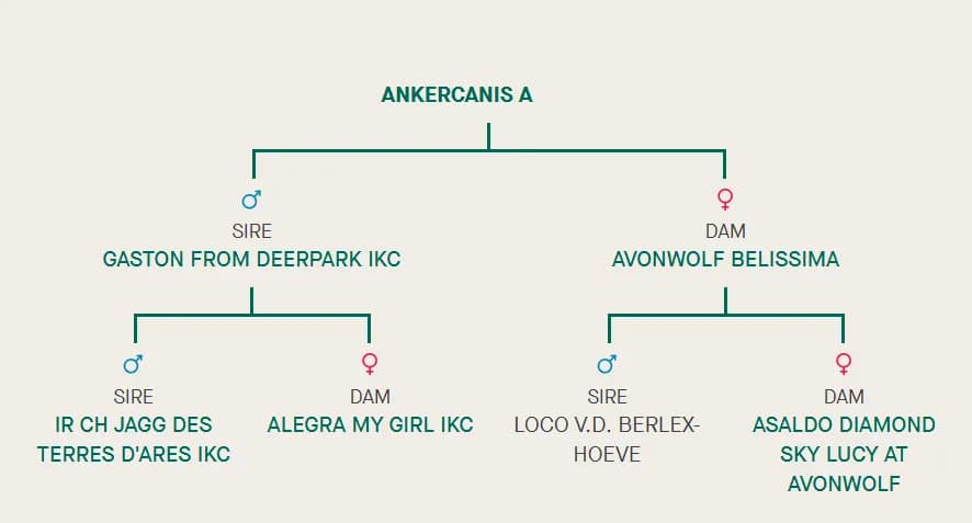 Miot A, AnkerCanis