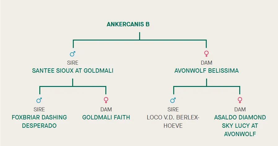 Miot B, AnkerCanis