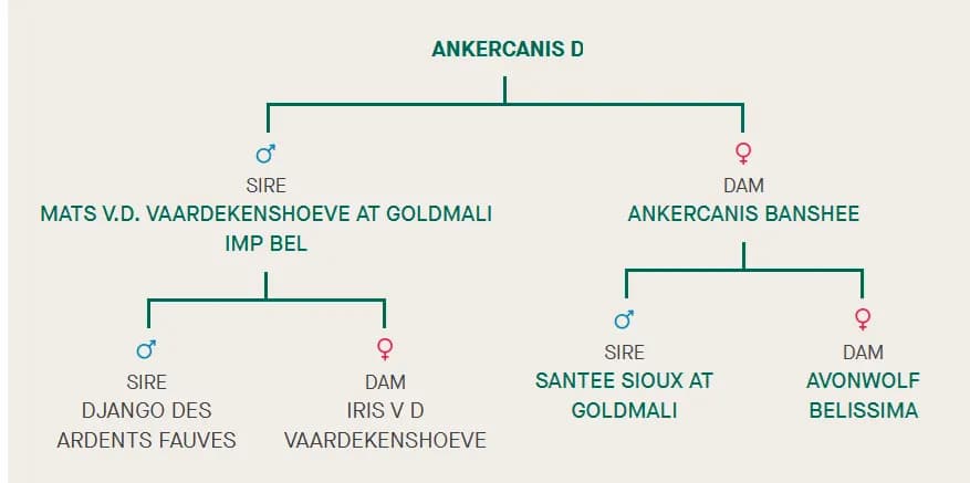 Miot D, AnkerCanis
